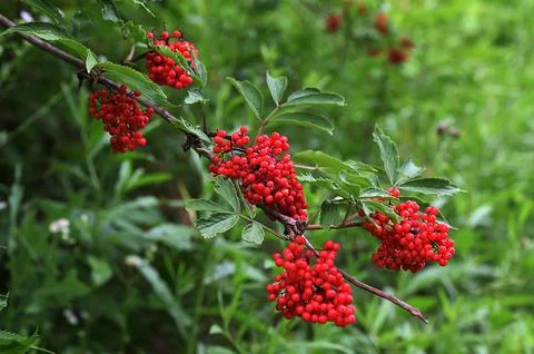 Red elderberry in summer closeup Stock Photos