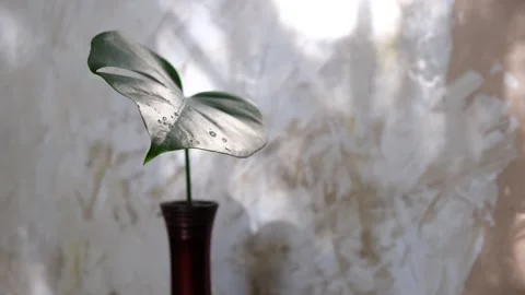 Red elegance vase with tropical leaf monstera, wall with casting shadows. Stock Footage 300447164