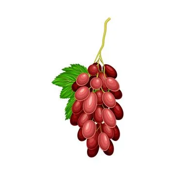 Red Ellipsoid Berries of Grape Growing in Cluster Vector Illustration Stock Illustration