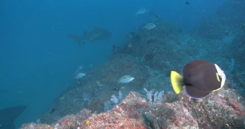 Red emperor feeding on deep rocky reef Lutjanus sebae underwater UP42885 Stock Footage 100632295