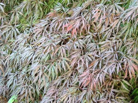 Red emperor maple, palmate maple, Japanese maple or smooth Japanese-maple Foto stock