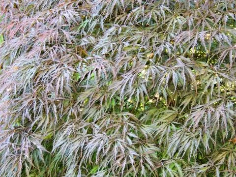 Red emperor maple, palmate maple, Japanese maple or smooth Japanese-maple Stock Photos