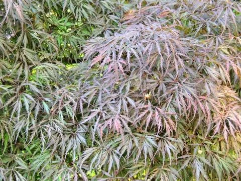 Red emperor maple, palmate maple, Japanese maple or smooth Japanese-maple Stock Photos