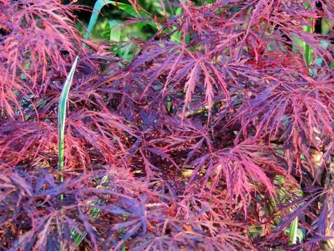 Red emperor maple, palmate maple, Japanese maple or smooth Japanese-maple Stock Photos