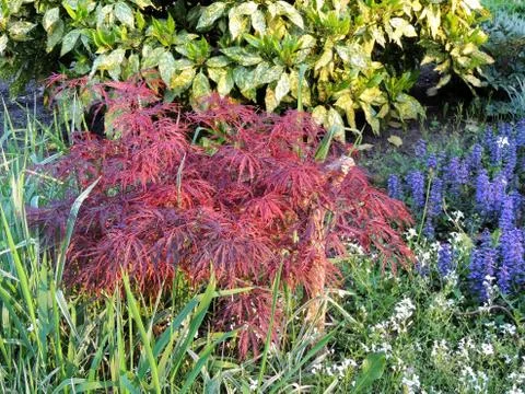 Red emperor maple, palmate maple, Japanese maple or smooth Japanese-maple Foto stock