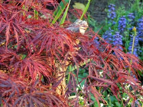 Red emperor maple, palmate maple, Japanese maple or smooth Japanese-maple Stock Photos