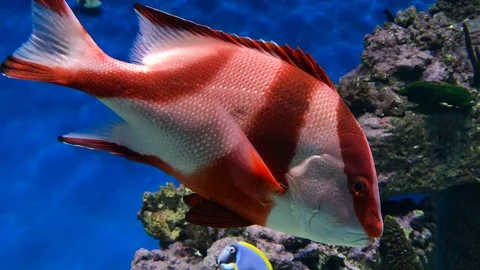 Red Emperor Snapper Stock Footage 97237780