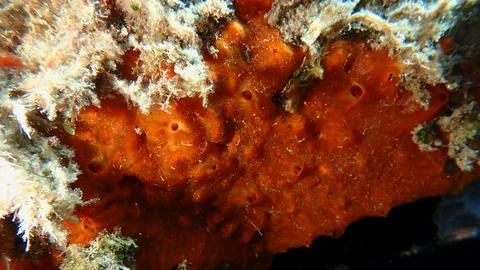 Red encrusting sponge (Crambe crambe) undersea, Ligurian Sea Foto stock