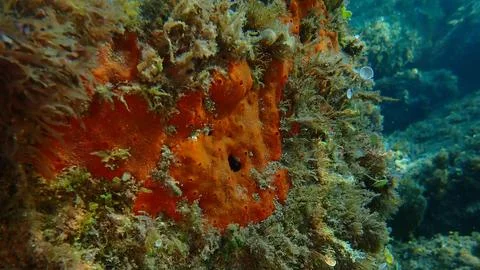 Red encrusting sponge (Crambe crambe) undersea, Ligurian Sea Foto stock