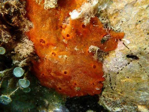 Red encrusting sponge (Crambe crambe) undersea, Ligurian Sea Stock-Fotos