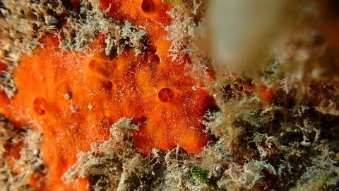 Red encrusting sponge (Crambe crambe) undersea, Ligurian Sea Stock Photos