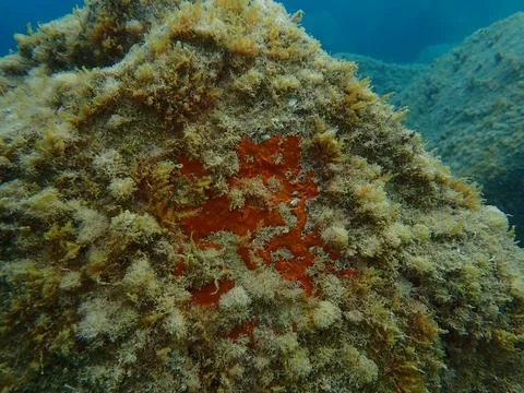 Red encrusting sponge (Crambe crambe) undersea, Ligurian Sea Foto stock