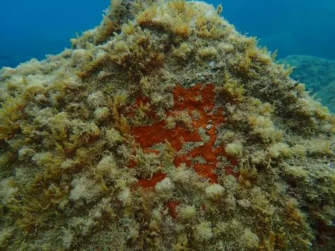 Red encrusting sponge (Crambe crambe) undersea, Ligurian Sea Stock Photos
