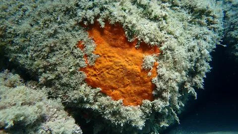 Red encrusting sponge (Crambe crambe) undersea, Ligurian Sea Stock Photos