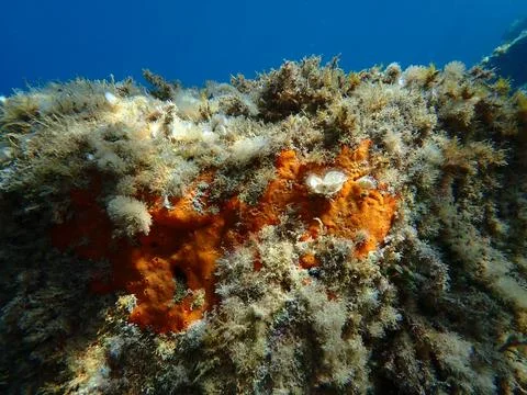 Red encrusting sponge (Crambe crambe) undersea, Ligurian Sea Stock Photos