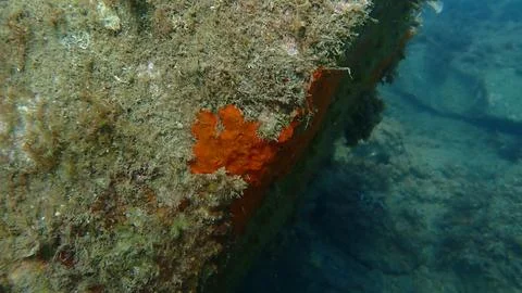Red encrusting sponge (Crambe crambe) undersea, Ligurian Sea Stock Photos
