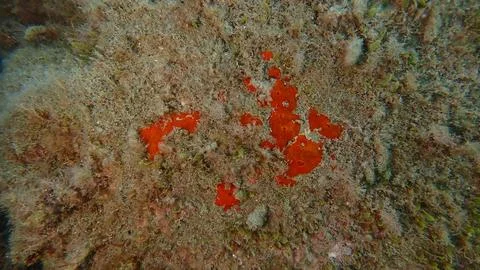Red encrusting sponge (Crambe crambe) undersea, Ligurian Sea Stock Photos