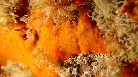 Red encrusting sponge (Crambe crambe) close-up undersea, Ligurian Sea Stock-Fotos