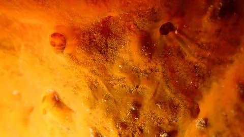 Red encrusting sponge (Crambe crambe) close-up undersea, Ligurian Sea Stock Photos