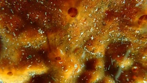 Red encrusting sponge (Crambe crambe) close-up undersea, Ligurian Sea Stock-Fotos
