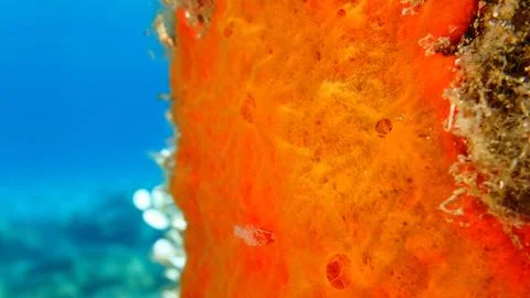 Red encrusting sponge or orange-red encrusting sponge (Crambe crambe) Stock-Fotos