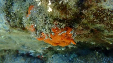 Red encrusting sponge or orange-red encrusting sponge (Crambe crambe) Stock Photos