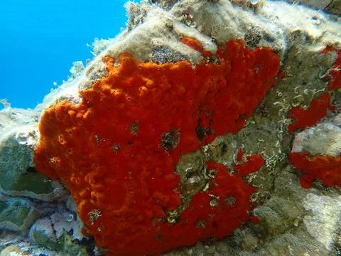 Red encrusting sponge or orange-red encrusting sponge (Crambe crambe) undersea Stock Photos