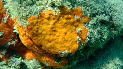 Red encrusting sponge or orange-red encrusting sponge (Crambe crambe) undersea Stock Photos