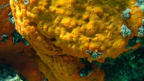 Red encrusting sponge or orange-red encrusting sponge (Crambe crambe) undersea Stock Photos