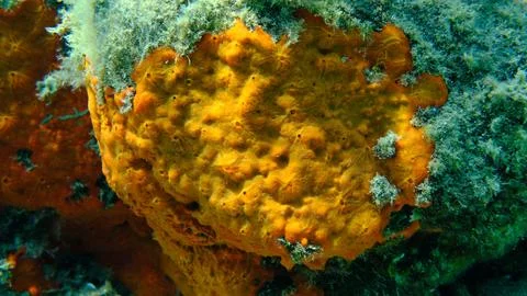 Red encrusting sponge or orange-red encrusting sponge (Crambe crambe) undersea Stock Photos
