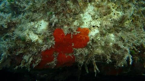 Red encrusting sponge or orange-red encrusting sponge (Crambe crambe) undersea Foto stock