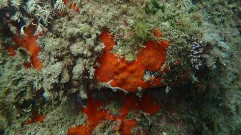 Red encrusting sponge or orange-red encrusting sponge (Crambe crambe) undersea Stock Photos