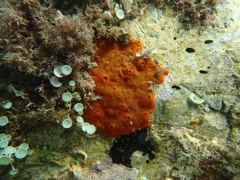 Red encrusting sponge or orange-red encrusting sponge (Crambe crambe) undersea Stock Photos