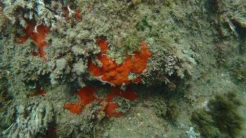 Red encrusting sponge or orange-red encrusting sponge (Crambe crambe) undersea Stock-Fotos