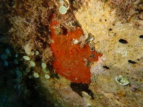 Red encrusting sponge or orange-red encrusting sponge (Crambe crambe) undersea Stock Photos