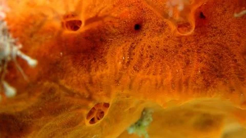 Red encrusting sponge or orange-red encrusting sponge (Crambe crambe) close-up Stock-Fotos