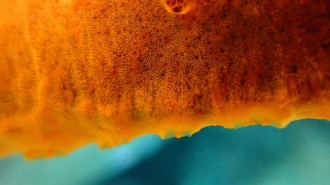 Red encrusting sponge or orange-red encrusting sponge (Crambe crambe) close-up Foto stock