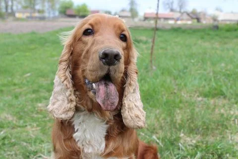 Red English Cocker Spaniel Stock Photos