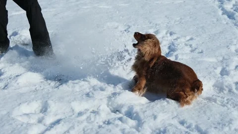 A red English cocker spaniel plays with his owner on a winter day. Stock Footage 302804879