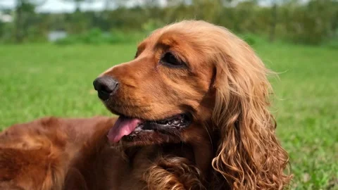 Red English cocker spaniel relaxing on green grass in park on sunny summer day Stock Footage 317267724