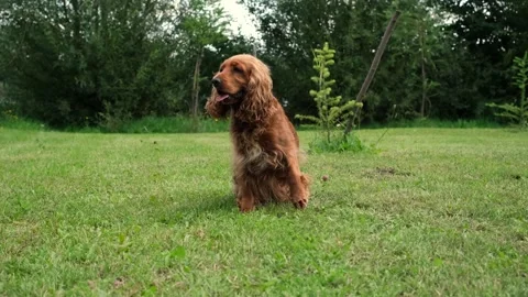 Red English cocker spaniel relaxing on green grass in park on sunny summer day Stock Footage 317268052