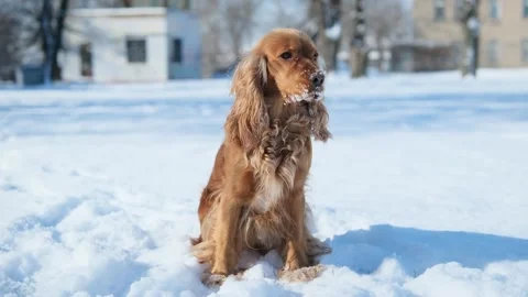 A red English cocker spaniel sits in the snow. Cute dog face in the snow Video stock 302804412