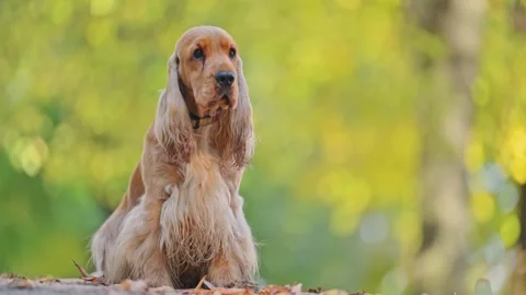 Red English Spaniel on fall leaves, slow-motion movement, serene green bokeh Stock Footage 293742569