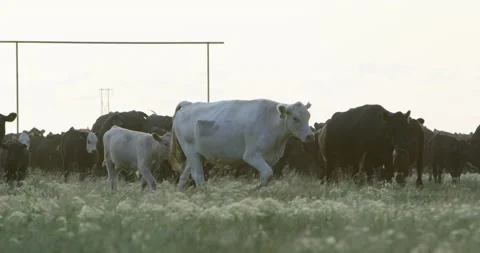 RED Epic- Cattle Ranch Stock Footage 142285952