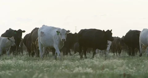 RED Epic- Cattle Ranch Video stock 142290277