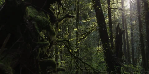 Red Epic - Inside Mt.Hood Oregon forest rack focus 3 Stock-Footage 38638213