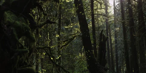 Red Epic - Inside Mt.Hood Oregon forest rack focus 2 Stock-Footage 38638342