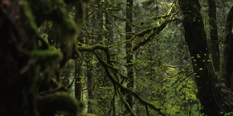 Red Epic - Inside Mt.Hood Oregon forest rack focus Stock-Footage 38638395