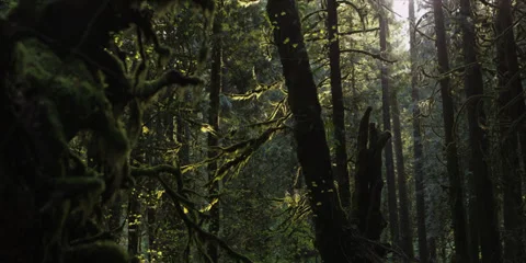 Red Epic - Inside Mt.Hood Oregon forest Stock-Footage 38638502