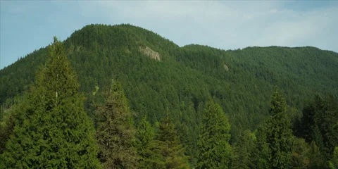 Red Epic - Mountain Oregon forest Stock-Footage 38638029
